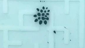 《终结者》T-1000成真！苏州大学开发出可分可聚液体机器人