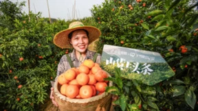 抖音全域兴趣电商里的丰收节