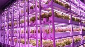 前瞻布局植物照明市场，广明源成为新赛道“头部玩家”