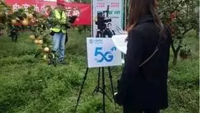 5G+数字直播助黄金梨上云端