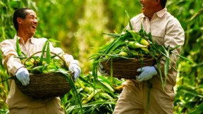 用友YonSuite携手北纬47°：打造智慧农业生态圈，实现数智兴农