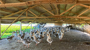 深大腾班00后大学生开发AI养鹅小程序，实现呆头鹅、发烧鹅自动识别预警