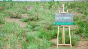 40年可持续发展 容声冰箱成绿色低碳“领跑者”