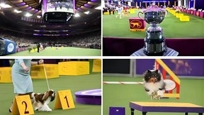 科沃斯携手第147届威斯敏斯特犬展，以核心科技为养宠家庭提供高效机器人清洁解决方案