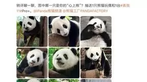 realme真我11 Pro+拍摄超清熊猫图鉴，放大看超萌国宝