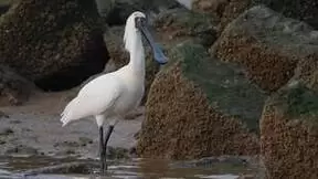 拍鸟不必负重——佳能EOS R7与RF便携镜头使用感受