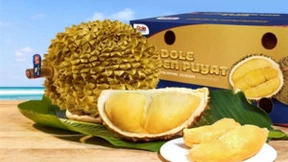 都乐菲律宾黄金普雅榴莲新产季上市！榴莲界新宠火热抢购中