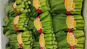 “百县千村”系列报道 丨 供港尖叶菜心的背后，是钱大妈对于好商品的“锱铢必较”！