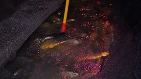 “百县千村”系列报道之钱大妈让野化深海大黄鱼“游”上市民餐桌