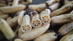 “百县千村”系列报道丨钱大妈助力洪湖莲藕产业升级，从“卖资源”转型“卖品牌”