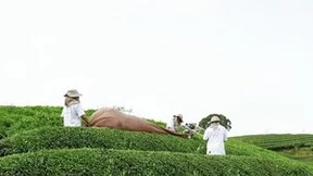 品质之选：骏荼家浮绿茉莉荣获五星产品奖