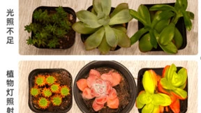 解决室内种植最大弊端的是方法—植物生长灯