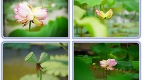 大麦+文旅=靓丽风景线 如皋张老板谈图雅诺大麦的用车感受