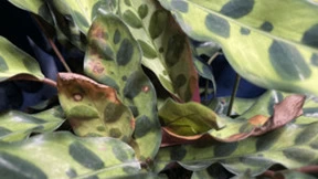 都是植物补光，为什么你的没效果？