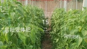 山东易耘农业：科学选用“无盐”肥料，盐碱地降盐增产新方案