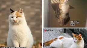 世界读书日加入京东“校猫领阅官” 读书打卡赢取iPhone 15、猫粮等好礼