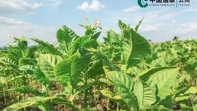 云南烟草：“业务+金融”协同共赢，烟草领头羊如何构建全业态采购供应链