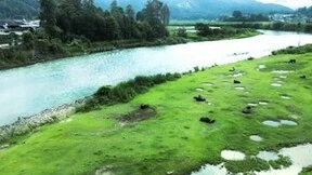 文化遗产牛种!“吃甘蔗的水牛”全面升级