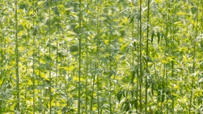 佳能EOS R7配镜攻略：探索无尽的创意可能