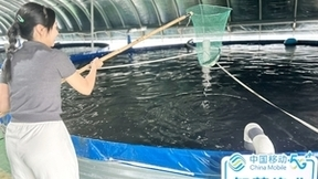 湖北移动“5G+”智慧养殖　开启致富“加速度”