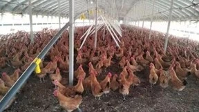 非笼养,重新定义传统散养