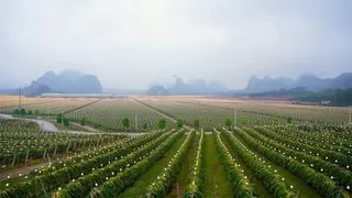 阿里巴巴数字农业创新引领，开启全球农业合作新篇章