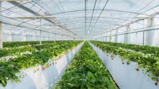 百果园在南京草莓基地做溯源直播，携手杨幂发布新春礼盒