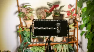 植物长得慢不开花？试试三思照明的面板植物灯！