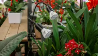 高亮光照，智能定时！三思照明夹子植物灯太懂绿植了！