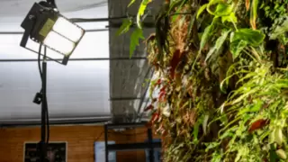 植物也有定制光照？三思照明的面板植物灯给的！