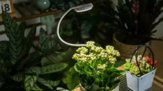 都是全光谱，为什么三思照明的光谱配比技术能让植物长更好？