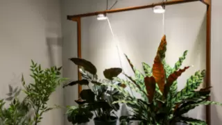 搭载光谱配比技术：双头贴片式陶瓷技术植物补光灯助力植物健康生长