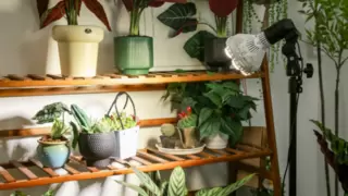 绿植养护新技巧，只需三思照明全光谱支架植物灯