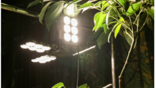 精准光照，科学种植：三思照明展翅植物灯的秘密