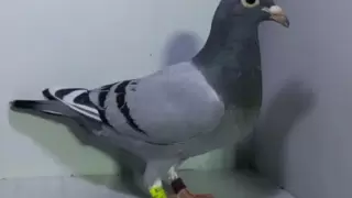 信鸽足环地区代码表：一篇文章教你看懂足环号