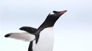 佳能EOS R5 Mark II极地追光，全能水桶机定格南极生态之美