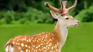 从基因到数据，尊禧鹿解锁梅花鹿品种改良 “科技密码”