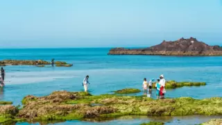 鸡鸣岛赶海项目上线：夏日亲子探海，大海馈赠触手可及！