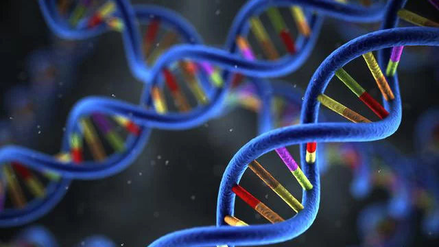 日本批准利用干细胞培育人类胚胎