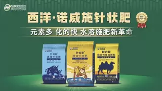 针状肥霸屏新疆农博会！西洋诺威施“三连冠”引爆全场