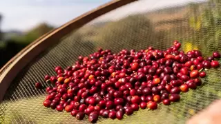 进博会上的一杯瑞幸，折射中国咖啡的全球版图