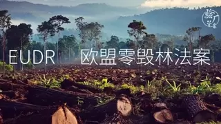 欧盟EUDR认证正式落地，华博验厂管家助力企业打通欧洲合规贸易通道