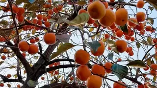 立足特色资源 做强富民产业