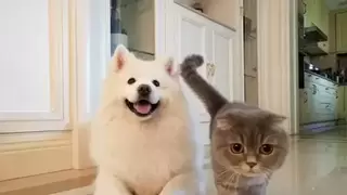 回忆专用小马甲美图T9拍妞妞端午:智能识别宠物高速抓拍 毫发毕现