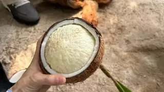 海南隐藏美食椰宝！本地人私藏的 “椰中黄金”