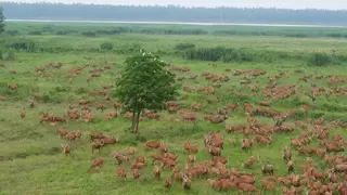 湖北移动科技守护湿地精灵 数智赋能长江大保护