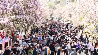 天津必打卡：五大道、海棠花、饺好运！