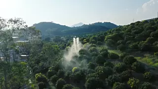 低空经济飞进茂名荔枝园，大疆农业无人机助力千年荔枝焕发新活力