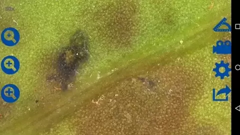 Anyty（艾尼提）便携式显微镜赋能植保一线，让病虫害无处遁形